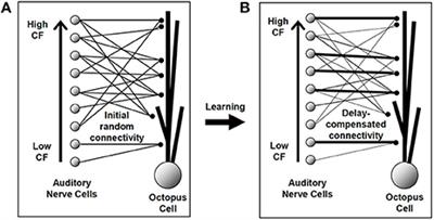 Compensation for Traveling Wave Delay Through Selection of Dendritic Delays Using Spike-Timing-Dependent Plasticity in a Model of the Auditory Brainstem